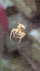 spider on web