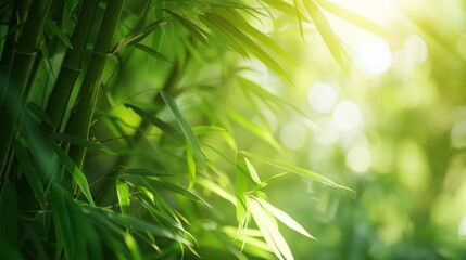 Poster - Bamboo Forest in the Sunlight