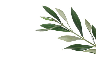 Wall Mural - Olive branch with fresh green leaves isolated on white, clipping