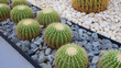 © sutichak - sphere cactus in the greenhouse garden