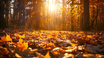 Poster - A forest floor covered in fallen autumn leaves with sunlight shining through the trees.