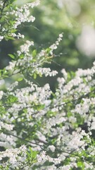 Wall Mural - vertical video, garden blooming in morning sunlight, close up. beautiful white flowers on tree branc