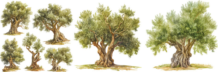 Wall Mural - olive tree watercolor clipart