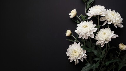 White chrysanthemums against black backdrop with space on left