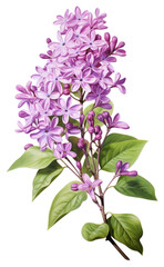 Canvas Print - PNG Blossom flower lilac plant.