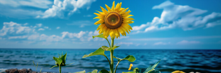 A sunflower against the backdrop of blue sky and sea. Wide panorama view with copy space.