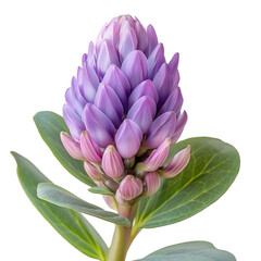 Wall Mural - Purple Flower Bud