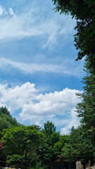 Canvas Print - 
A sky with clouds and a forest of trees.