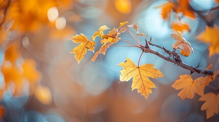 Wall Mural - Beautiful branch with maple leaves on isolated background