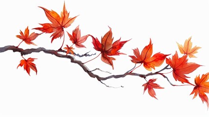 Wall Mural - Beautiful branch with maple leaves on isolated background