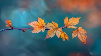 Wall Mural - Beautiful branch with maple leaves on isolated background
