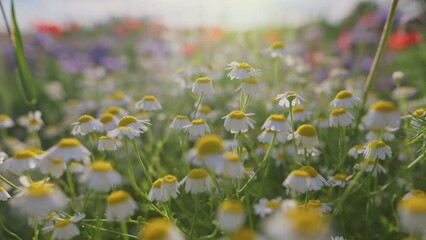 Aufkleber - Wild flowers summer bloom. White and yellow daisies, red poppies and cornflowers in sunset lights. Summer meadow with flowers, slider shot