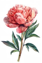Wall Mural - A watercolor painting of a pink flower with green leaves. The flower is the main focus of the painting, and the green leaves add a touch of color and contrast to the overall composition