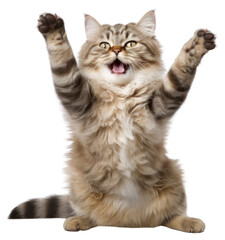 Poster - PNG Happy smiling dancing cat mammal animal kitten.