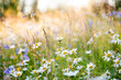 © Johnér - Full frame shot of fresh white daisies blooming outdoors
