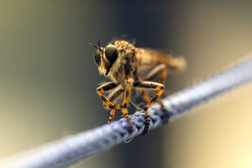 macro photography insect close-up sitting on a rope