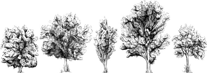 collection of hand drawn trees sketch illustration isolated on white background. vintage line drawin