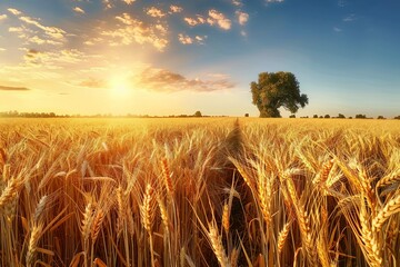 Wall Mural - Wheat field. Ears of golden wheat close up. Beautiful Rural Scenery under Shining Sunlight and blue sky. Background of ripening ears of meadow wheat field.