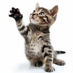 Wall Mural - Charming Kitten Raising Paw. Generative AI.