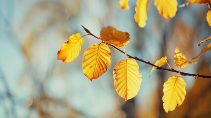 Wall Mural - Yellowed leaves on a tree branch against the October sky