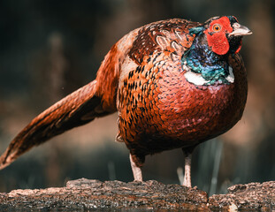 Wall Mural - pheasant in the wild