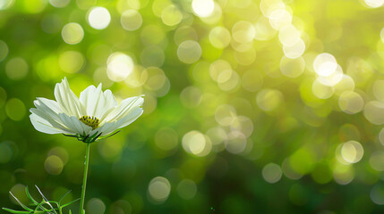 Poster - 
Photo of a single white cosmos flower on a green background, taken as a close-up shot with space for copy. Web banner with a transparent background. Cozy blurred color backgrounds