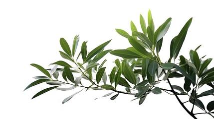 Green Leaves on Tree Branch