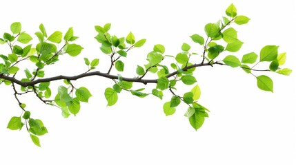 Wall Mural - Green tree branch with leaves isolated on a white background