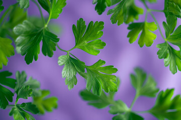 Wall Mural - Fresh Green Parsley Leaves on a Vibrant Purple Background