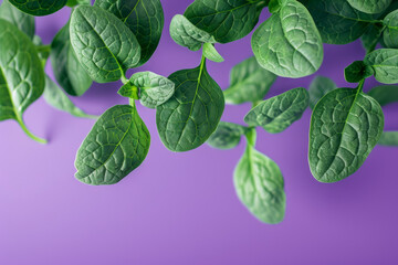 Wall Mural - Fresh Spinach Leaves on Purple Background   Healthy Eating and Natural Food Concept