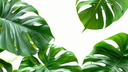 Wall Mural - Green leaves of philodendron plant. Nature leave, green tropical forest, on isolated white background, Copy space. generative ai