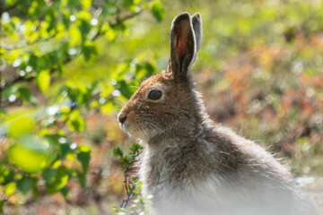 hare in the woods