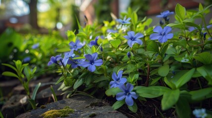 Poster - Periwinkle flowers contrast with spring garden backdrop