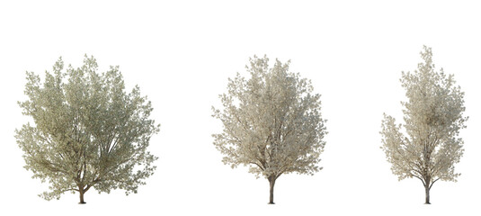 Wall Mural - set of 3 pyrus calleryana (the callery pear or bradford pear) frontal set street trees isolated png 