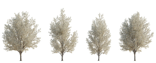 Wall Mural - set of 4 pyrus calleryana (the callery pear or bradford pear) frontal set street trees isolated png 