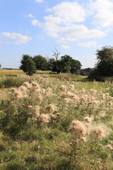 Wall Mural - Blossoms on the wild thistles