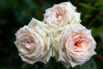 Wall Mural - flowering madame anisette grandiflora rose