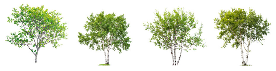 Poster - set of aspen trees with green leaves isolated on transparent or white background