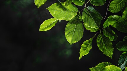 young bo tree leaves in green with black background and space for text