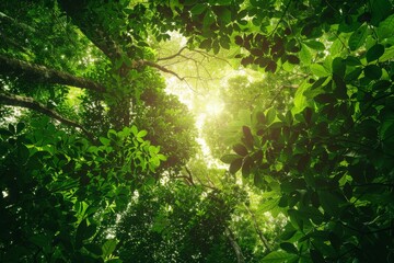 Poster - Sunlight filters through the dense foliage of a lush green forest canopy, creating a dappled effect on the forest floor