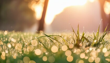 Wall Mural - Sunlit raindrops on vibrant green grass