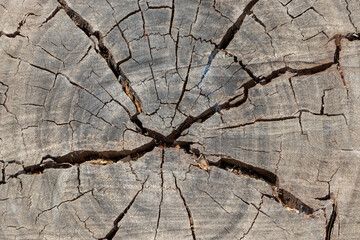 the texture of a gray-hued tree in close-up