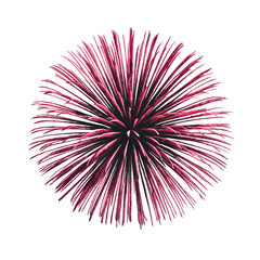 Canvas Print - Pink fireworks isolated.