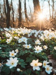 Poster - A field of white flowers with green leaves and a bright sun shining on them. The sun is casting a warm glow on the flowers, making them look even more beautiful. The scene is peaceful and serene