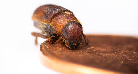 Western Pine Beetle close up on a piece of tree bark