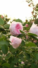 Wall Mural - Vertical video of pink rose bush in the summer garden on the sunset