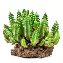 Green cactus isolated on white background.