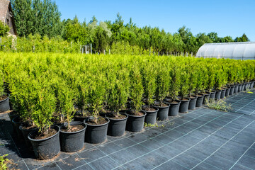 tree nursery and decorative tree shop in summer. gardening shop