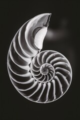 Naklejka na meble A black and white image of a cross-section of a nautilus shell.

