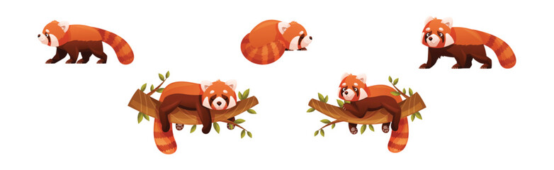 Wall Mural - adorable red panda as small fluffy mammal with dense reddish-brown fur and ringed tail in different 